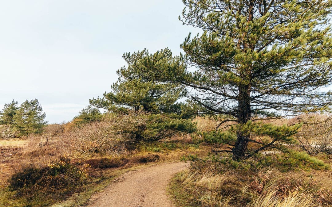 gele wandelroute Zwanenwater