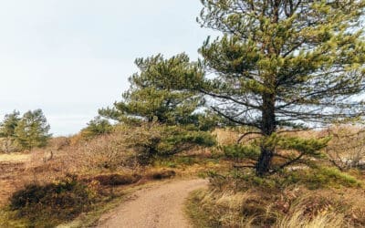 Gele wandelroute Zwanenwater