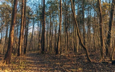 Gele netwerkwandeling Robbenoordbos