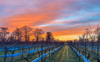 Slapen bij… De Veluwse Wijnhoeve 