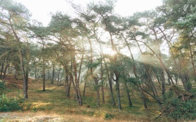 Komootroute Wekeromse Zand 