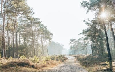 Komootroute Zandvlakte De Haere