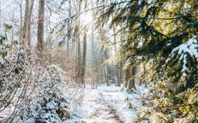 Wandelroute De Snippert & Haagse Bos Truus Wijnen