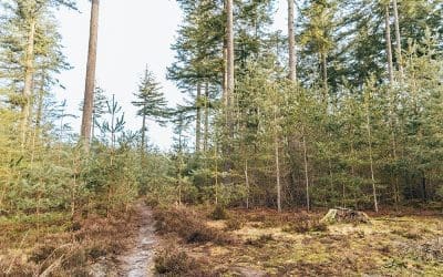 Kort & Prachtig Baarnse Snip 