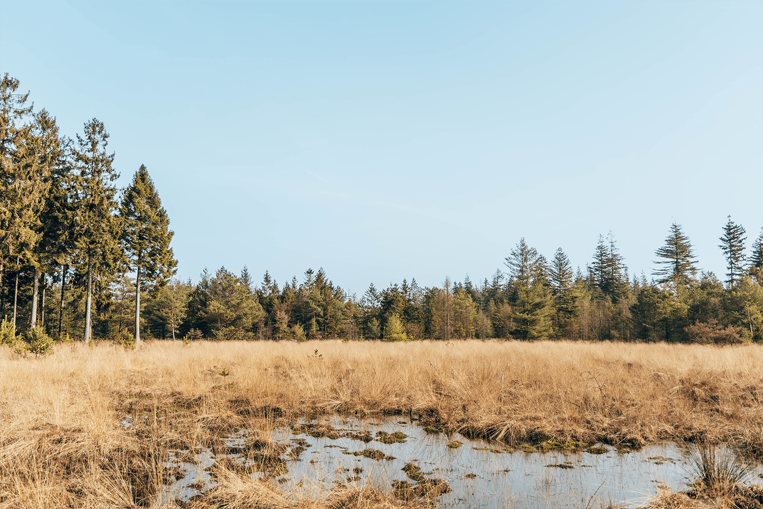 Boswandeling spier
