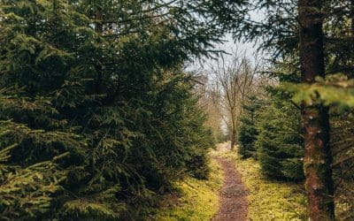 Wandelroute Oude Willem